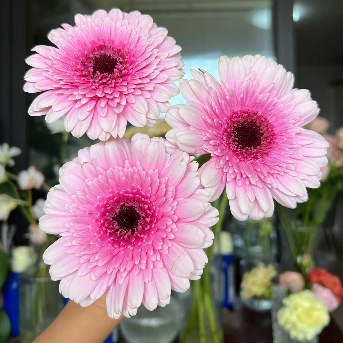 【花语鲜花】品茗非洲菊 超长待机  云南鲜花 顺丰包邮