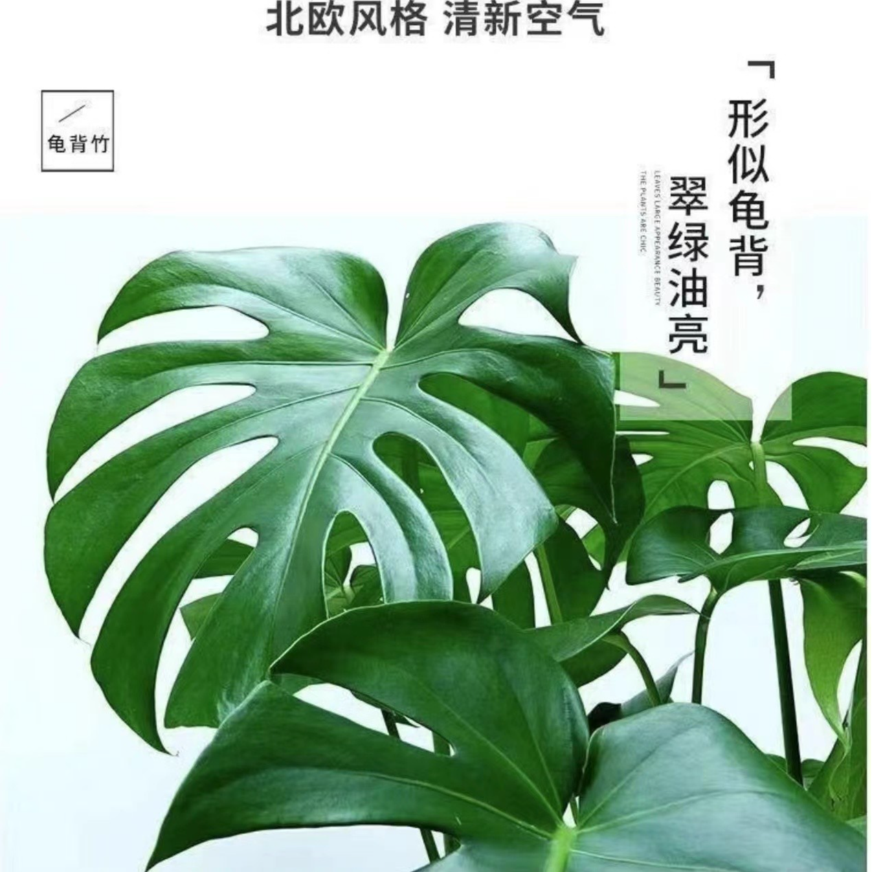 【偏冷地区保温发货】龟背竹 绿植常青净化空气吸甲醛