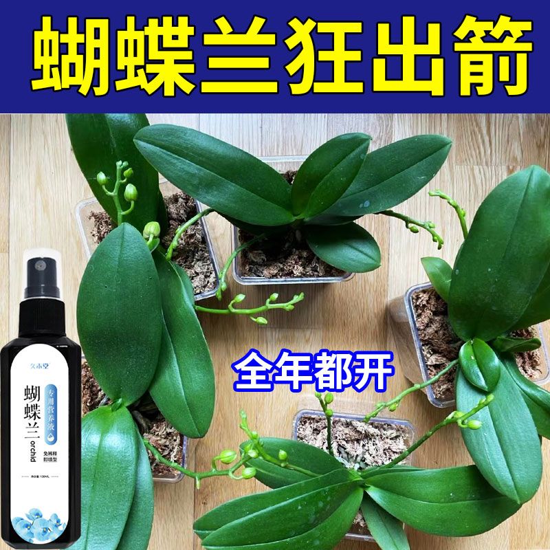 一喷箭晓】蝴蝶兰出箭催花专用营养液体肥土培防黄叶烂根壮苗促长