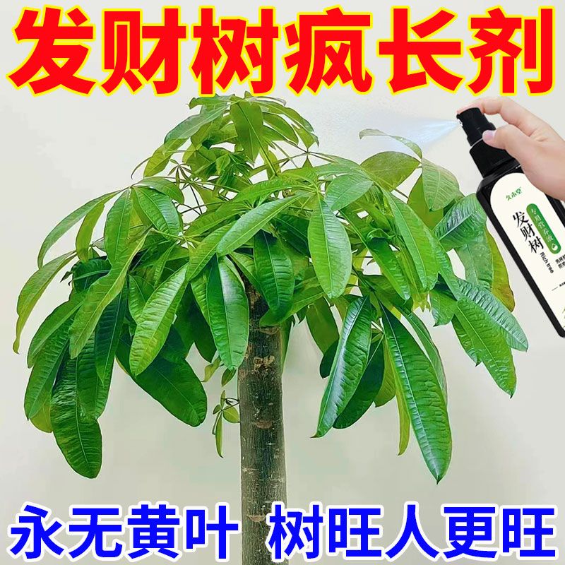 【疯长剂】发财树专用营养液一喷绿防黄叶烂根壮苗根专用肥