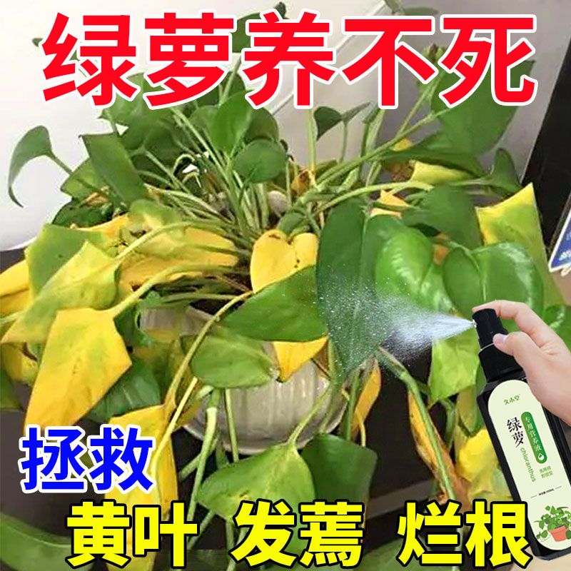 【一喷绿】绿萝专用营养液防黄叶烂根一喷绿免稀释液体植物专用肥