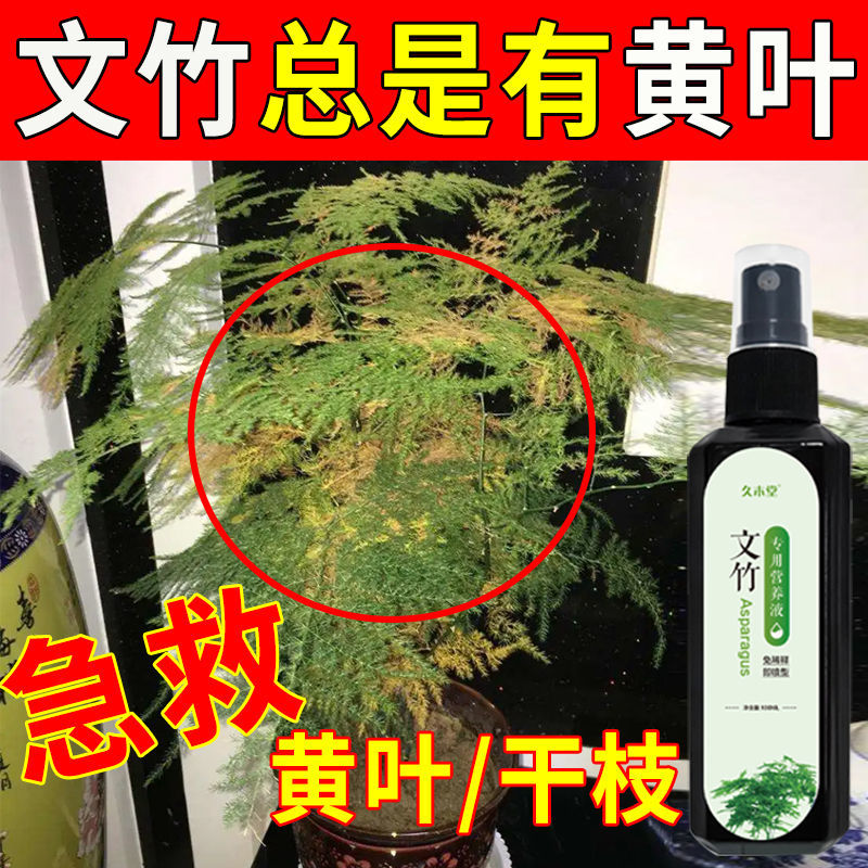 文竹专用营养液免稀释 一喷绿防黄叶烂根干尖促绿催专用开花肥
