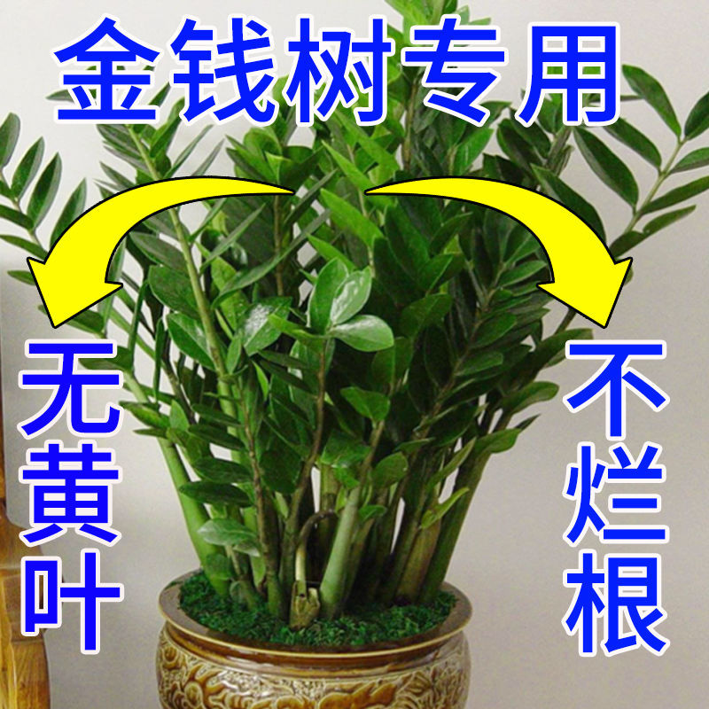 金钱树专用营养液 防黄叶烂叶烂根增效催芽液体肥免稀释专用肥