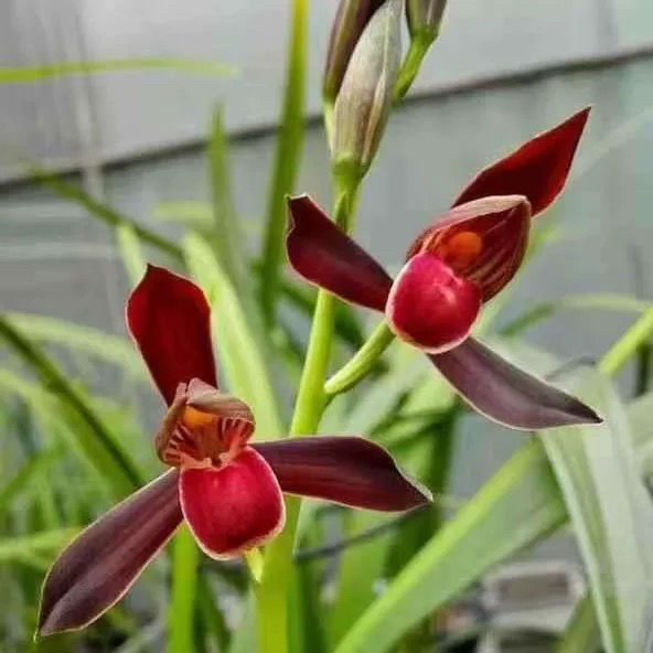 墨兰紫宸兰花红花红素浓香国兰铭品绿植园艺花卉盆栽包对版好养活