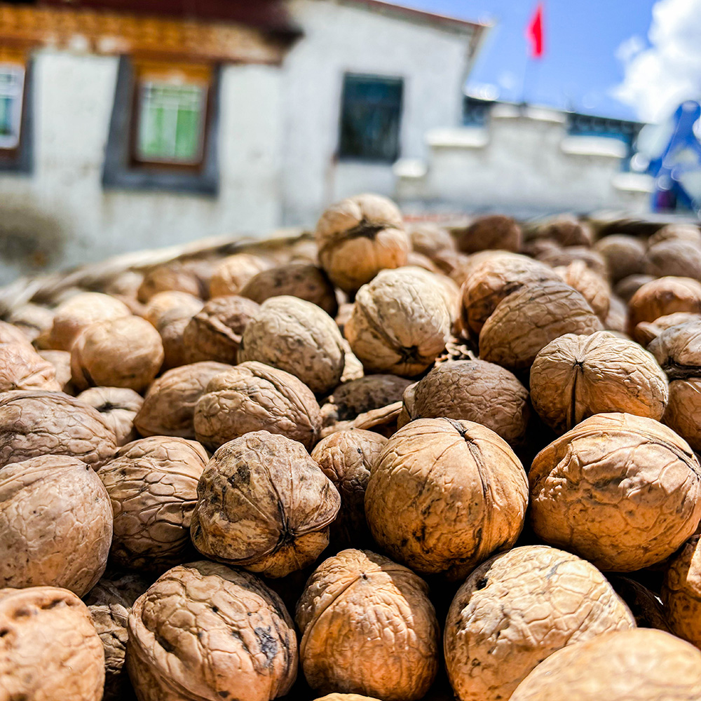 西藏朗县古树核桃晒干果青藏高原老树核桃通货包邮