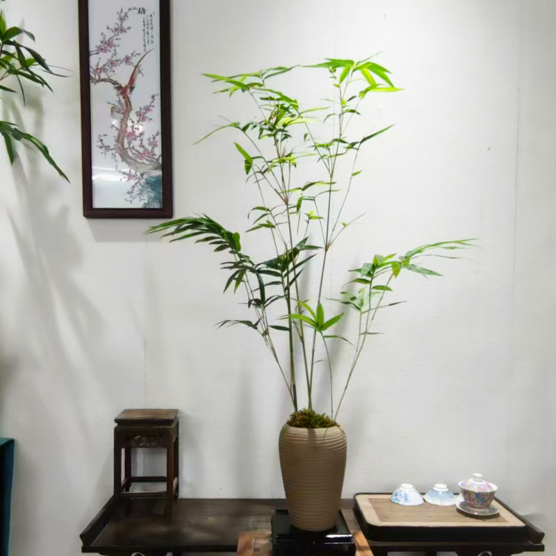 琴丝竹绿植茶桌又名慈孝竹四季常青竹绿植茶桌竹子盆栽