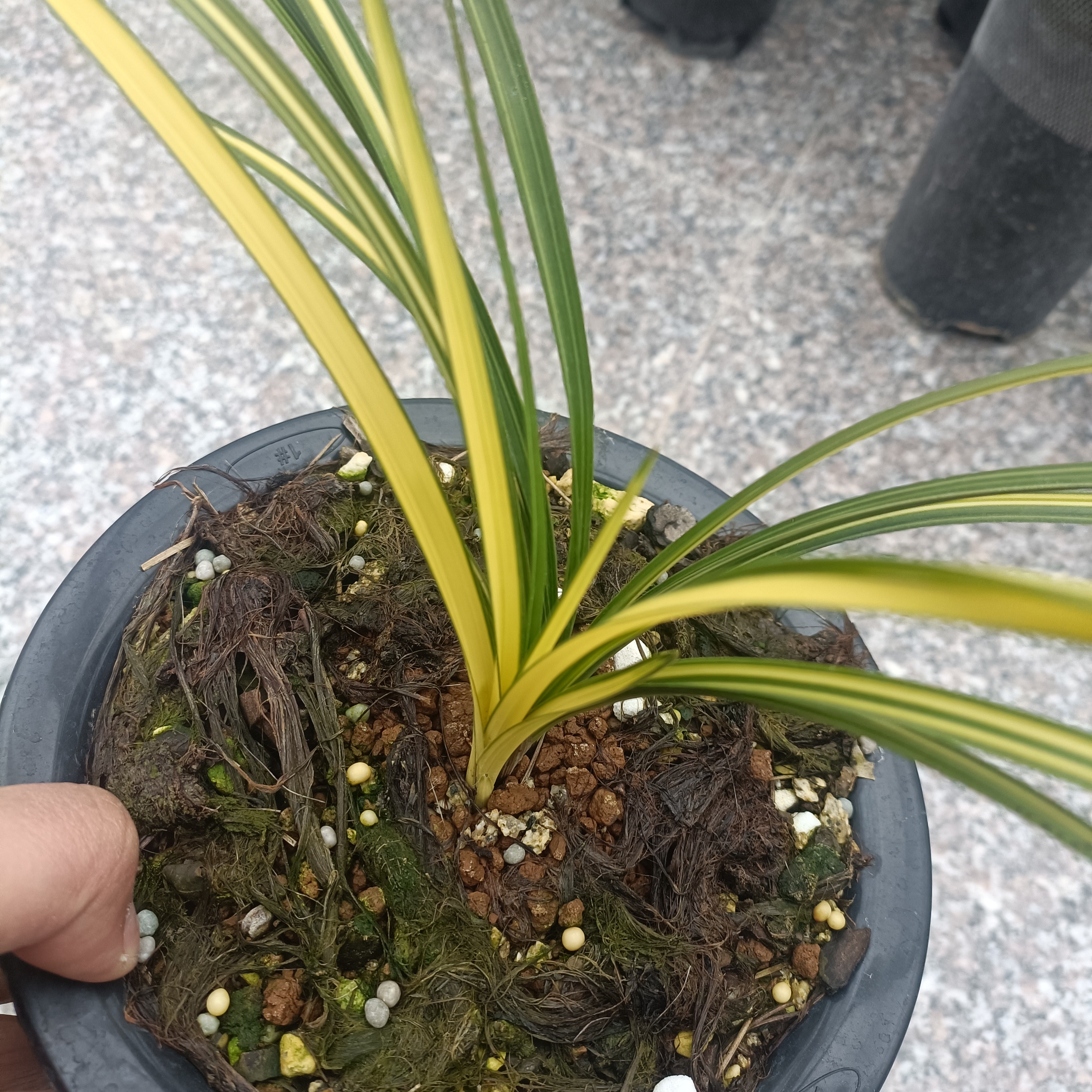 春兰 慧兰一花艺草