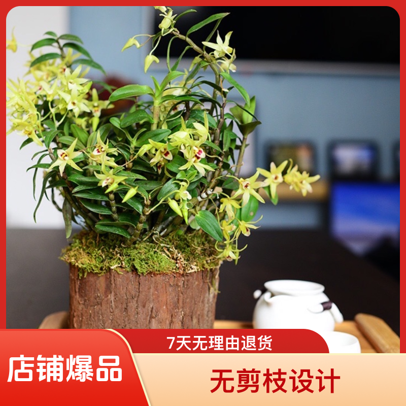 铁皮石斛木桩种植可食用室内外养殖绿植花卉