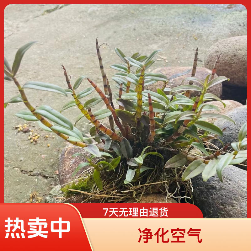 雁荡山仿野生铁皮石斛苗室内种植观赏植物