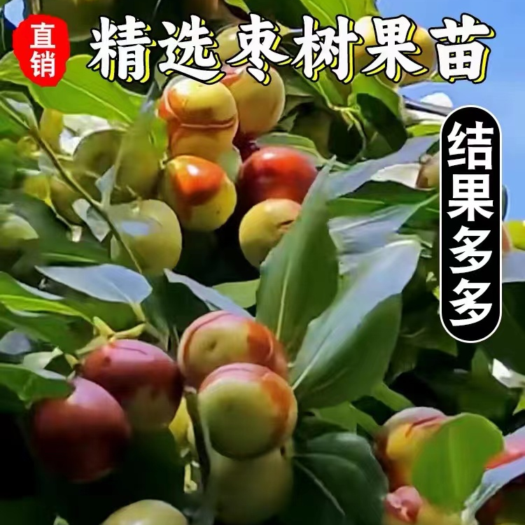 正宗嫁接品种枣树苗蟠枣沾化二代冰糖大枣胎里红南北方盆栽地栽