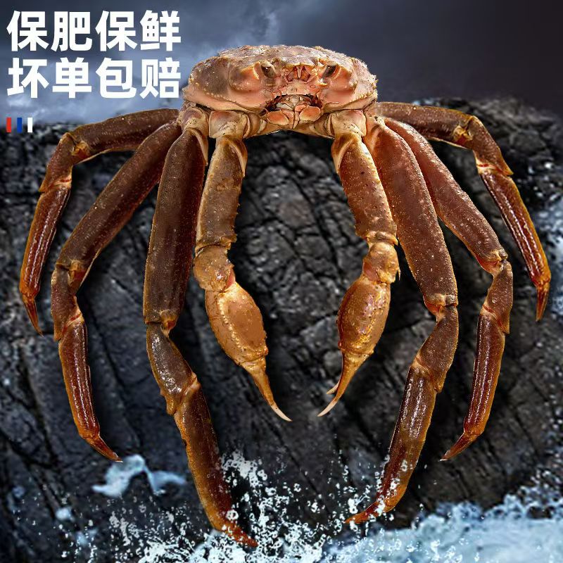 （充氧活发）特大号活松叶蟹 长脚蟹 雪蟹