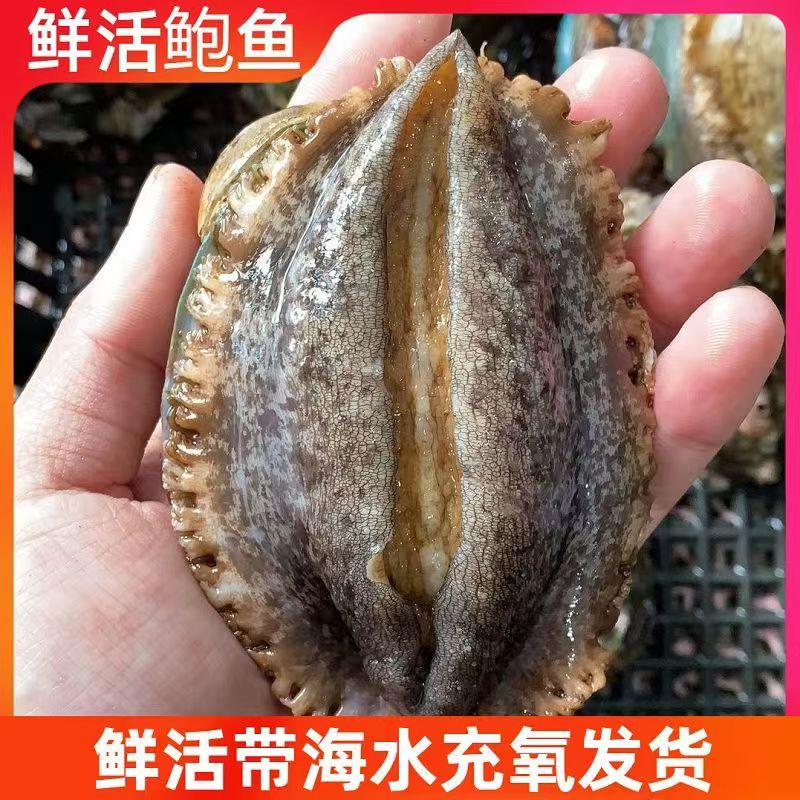 鲜活鲍鱼5-6大个头顺丰包邮到家海鲜