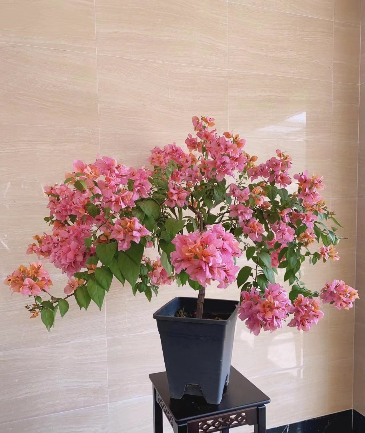 金发女郎（三角梅）垂吊爆花，四季开花爬藤，鲜花绿植，场地直销