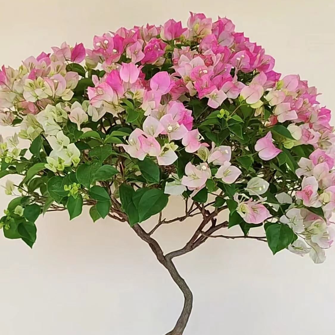 绿樱（三角梅）盆栽，花卉，粉白色，四季开花，爬藤，勤花绿植场地直销