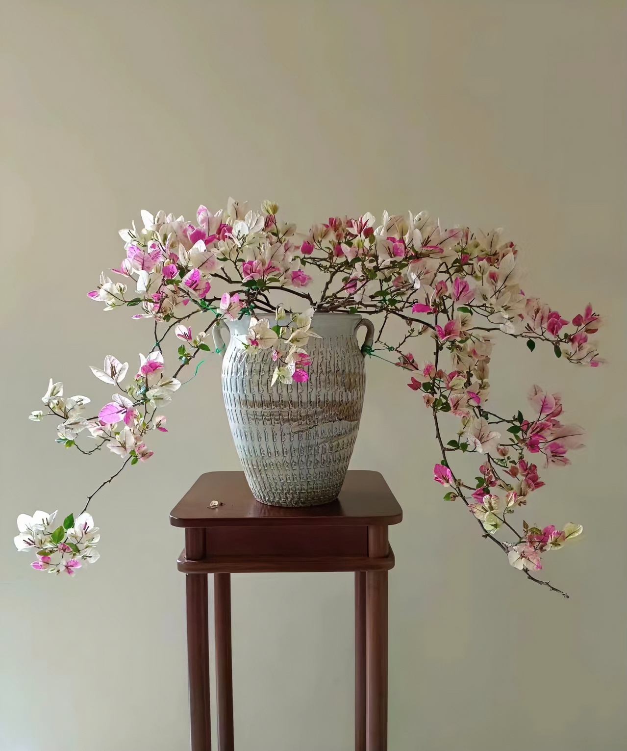 漳红樱(三角梅）花卉，绿植，盆栽，四季开花，粉白颜色鲜艳，场地直销