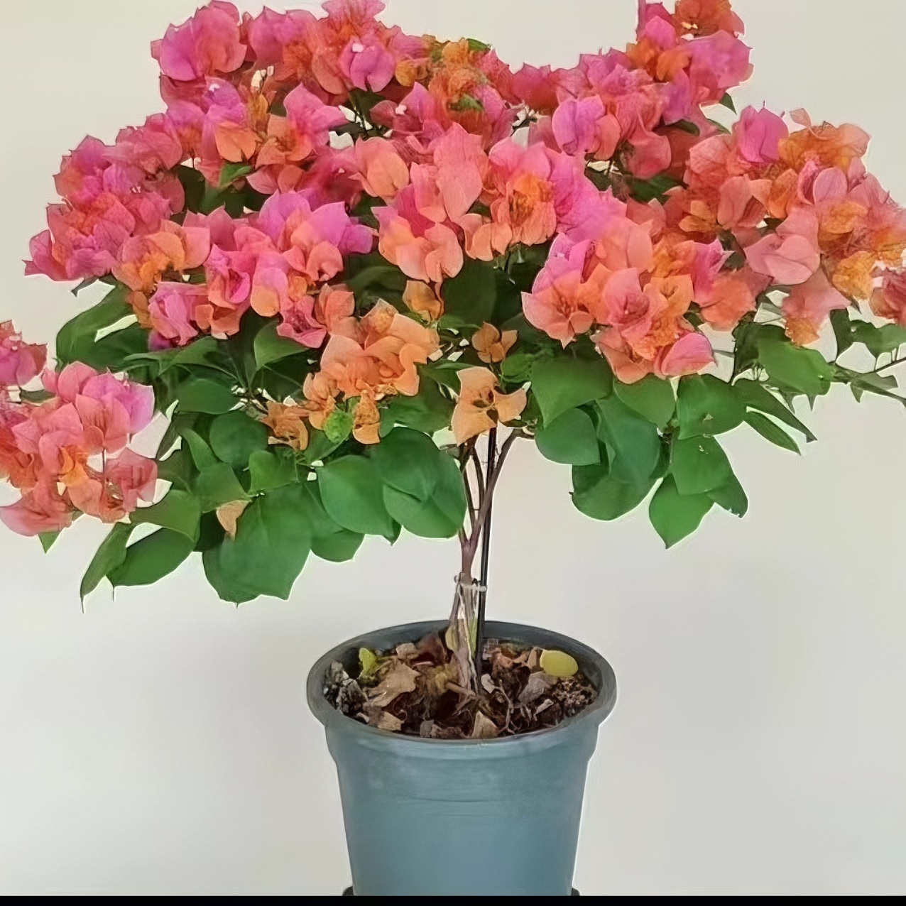 绿叶橙（三角梅）四季开花庭院爬藤花卉，四季开花勤花，盆栽场地直销