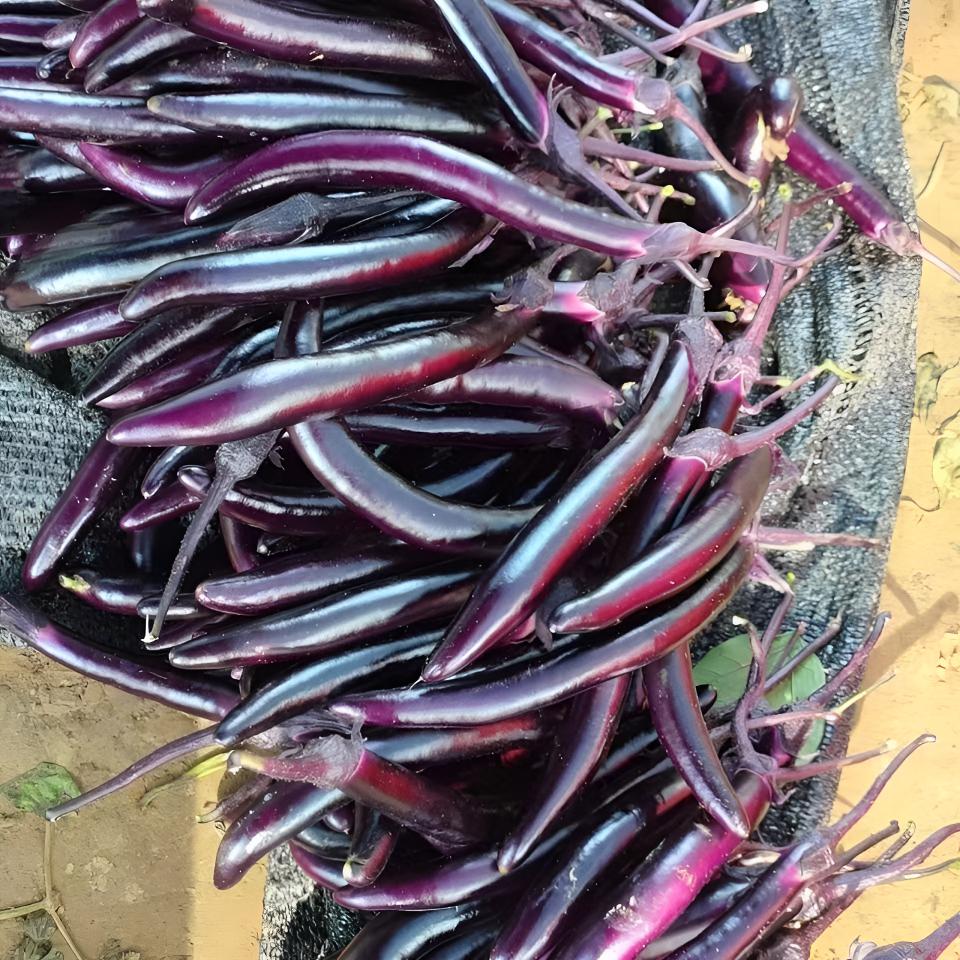 湖北应季茄子细茄子小型农户种植本地茄子