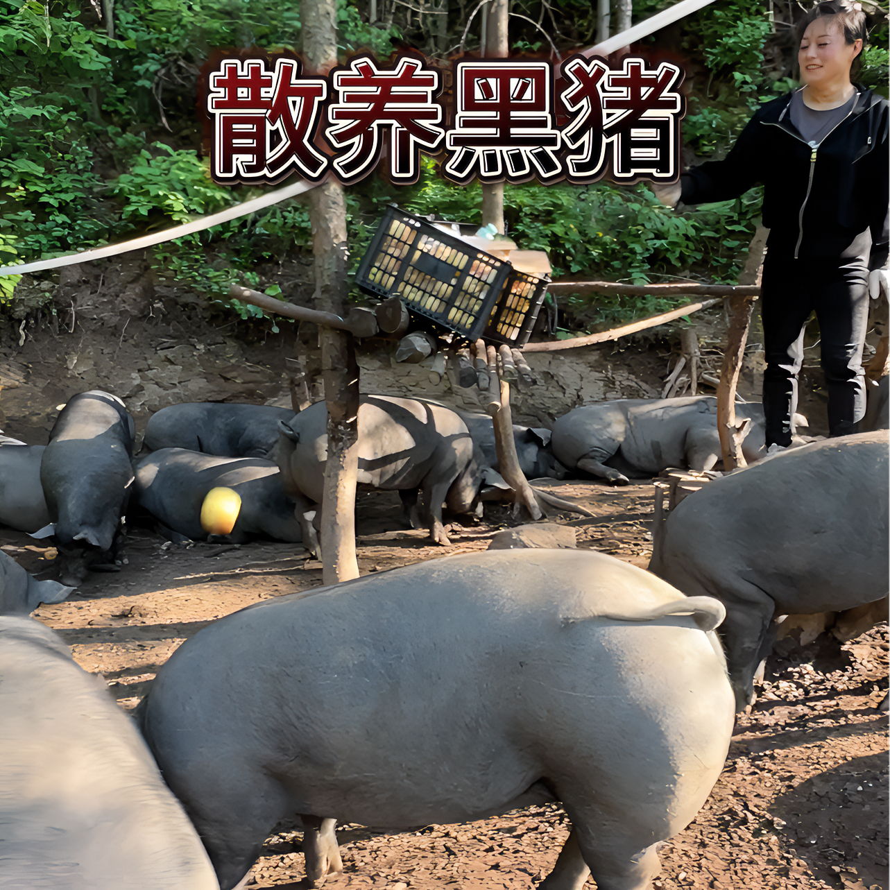 3号【直播称重改价】散养黑猪肉 新鲜500克以上 