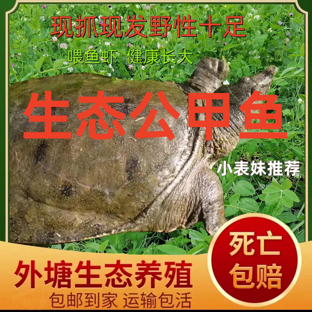 鲜活七年生态公甲鱼喂鱼虾（胶原蛋白丰富，美味）鱼塘养殖，挂了包赔
