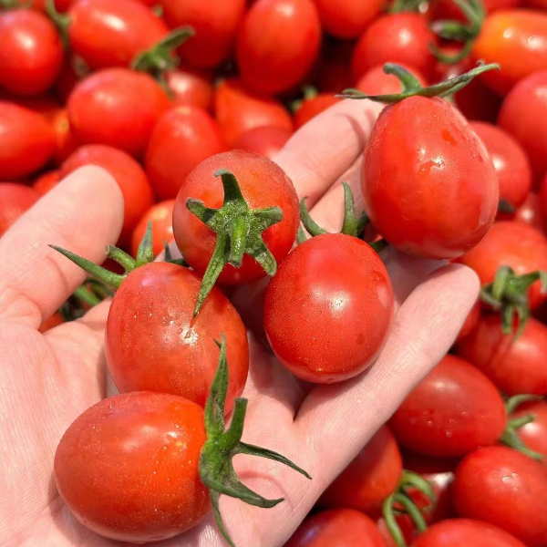 好吃的玲珑千禧小柿子一斤装  