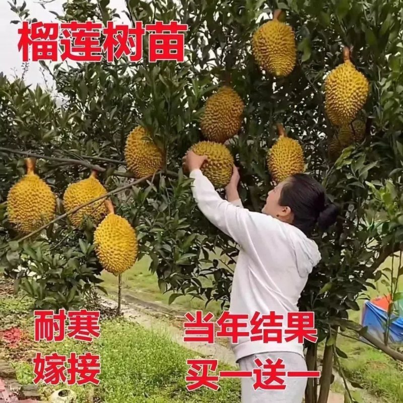 榴莲树苗四季泰国金枕头猫山王榴莲苗盆栽地栽南北方种植当年结果