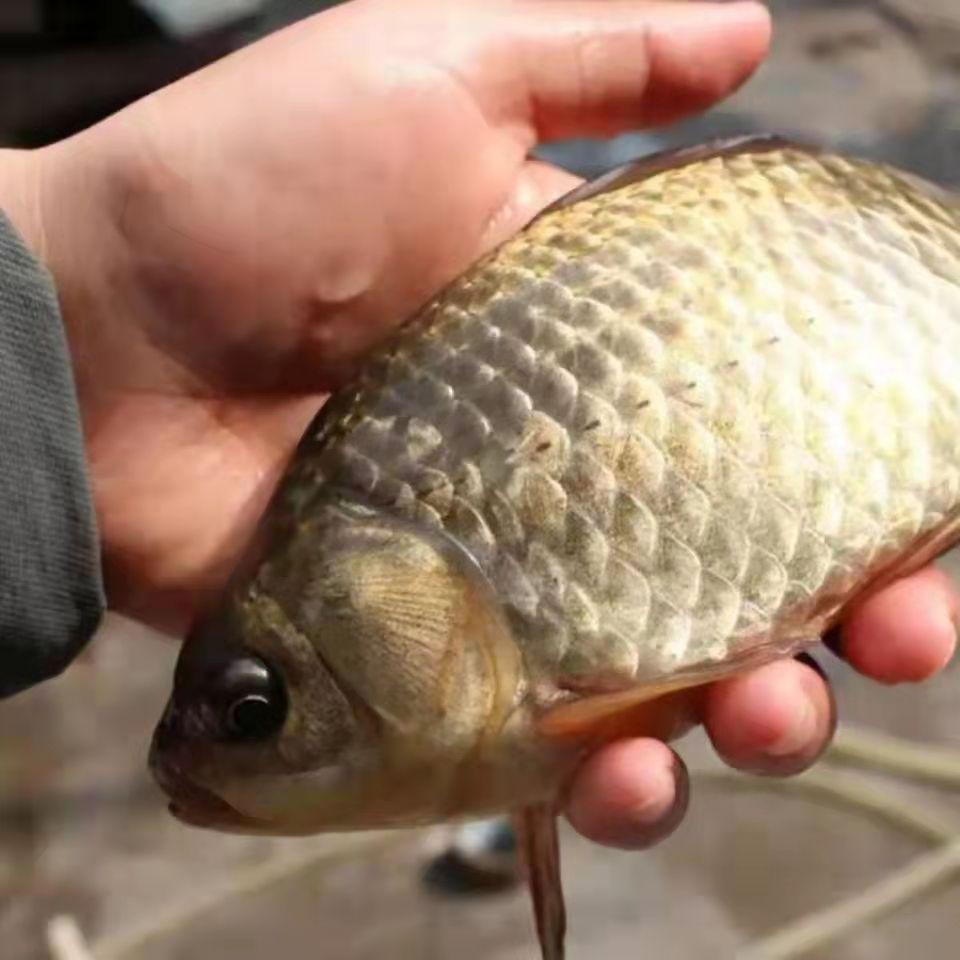 【顺丰包邮大鲫鱼】微山湖生态野生大鲫鱼新鲜活鱼(保鲜不保活））
