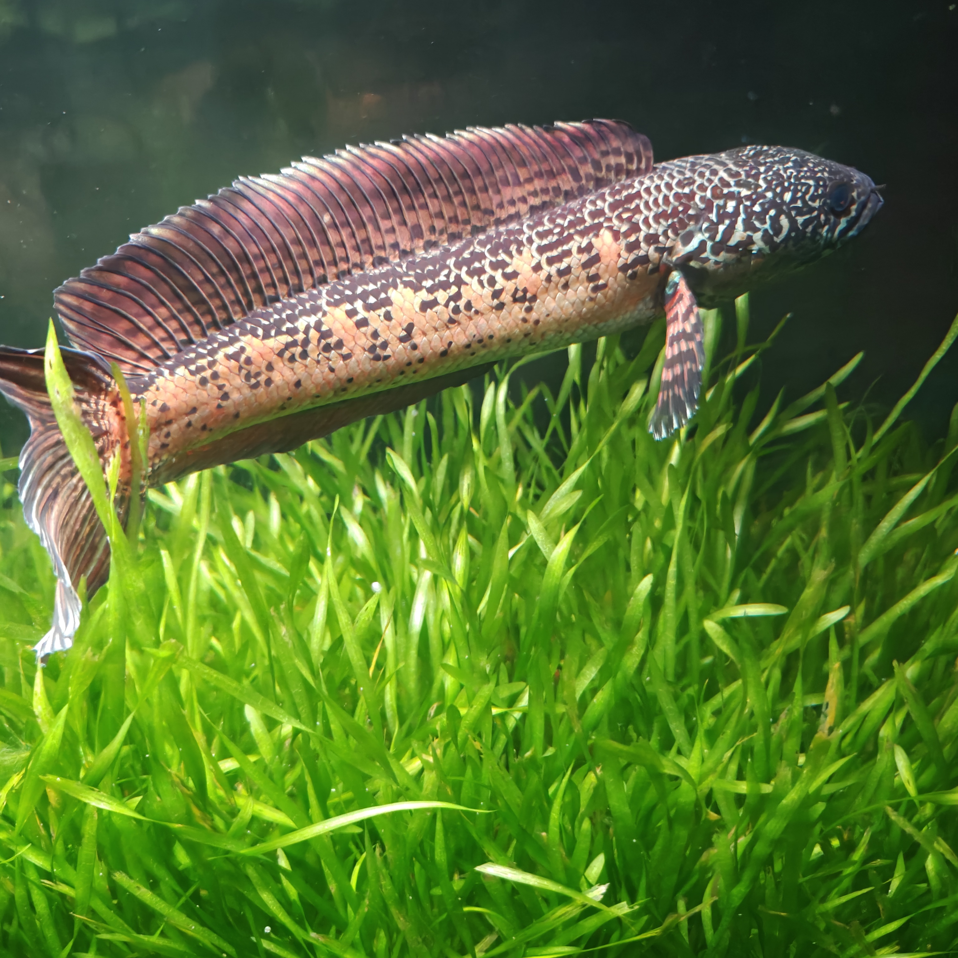 黄金眼镜蛇雷龙128