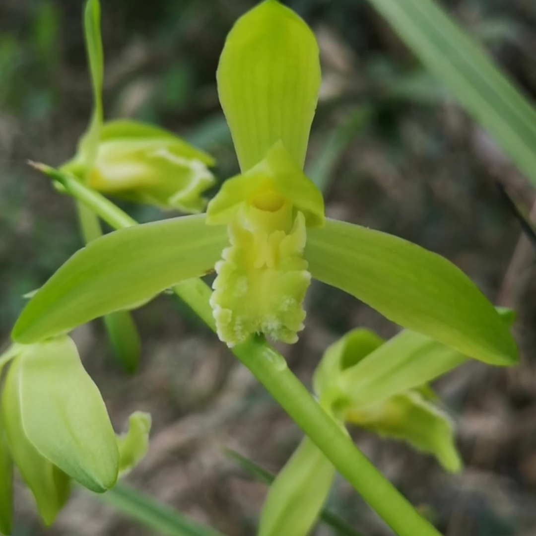 蕙兰花草春兰花草一物一拍