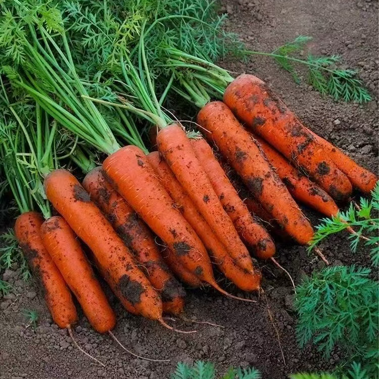 【双层保温棉东北内蒙专拍】河南沙土地老品种新鲜水果胡萝卜直发