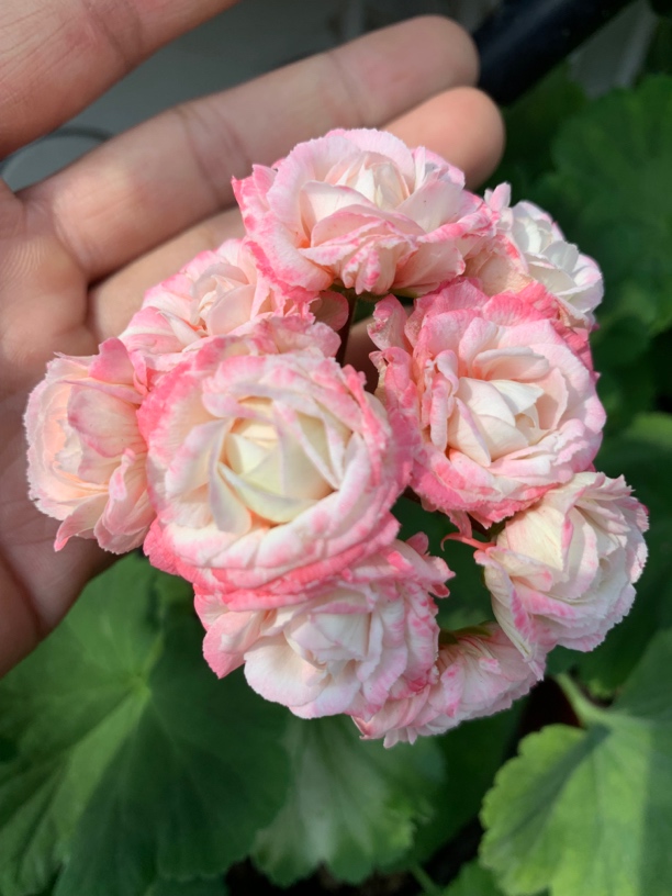 丹尼斯碗重瓣勤花