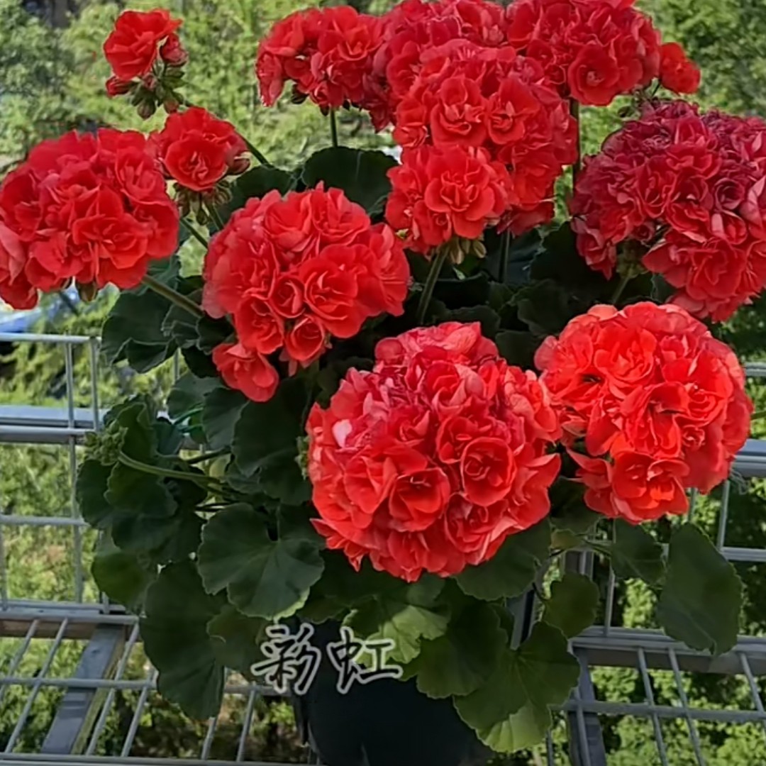 重彩游行. 直立天竺葵