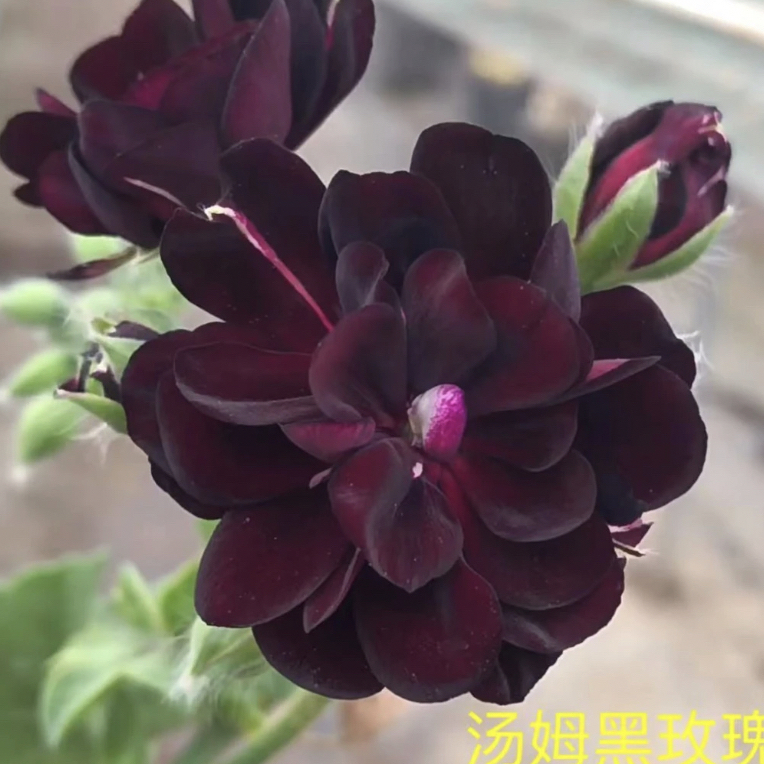 淘米黑玫瑰 新品垂钓天竺葵