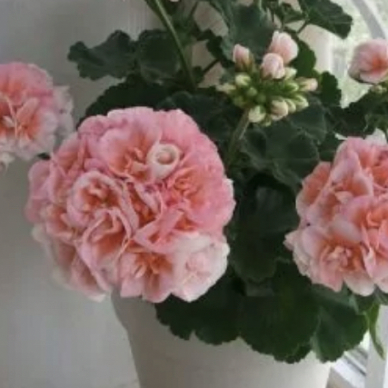 菲舍 857 .矮颗超勤花天竺葵直立品种