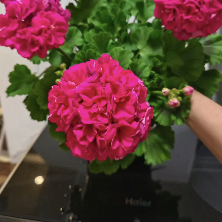 云裳. 矮颗大花直立天竺葵