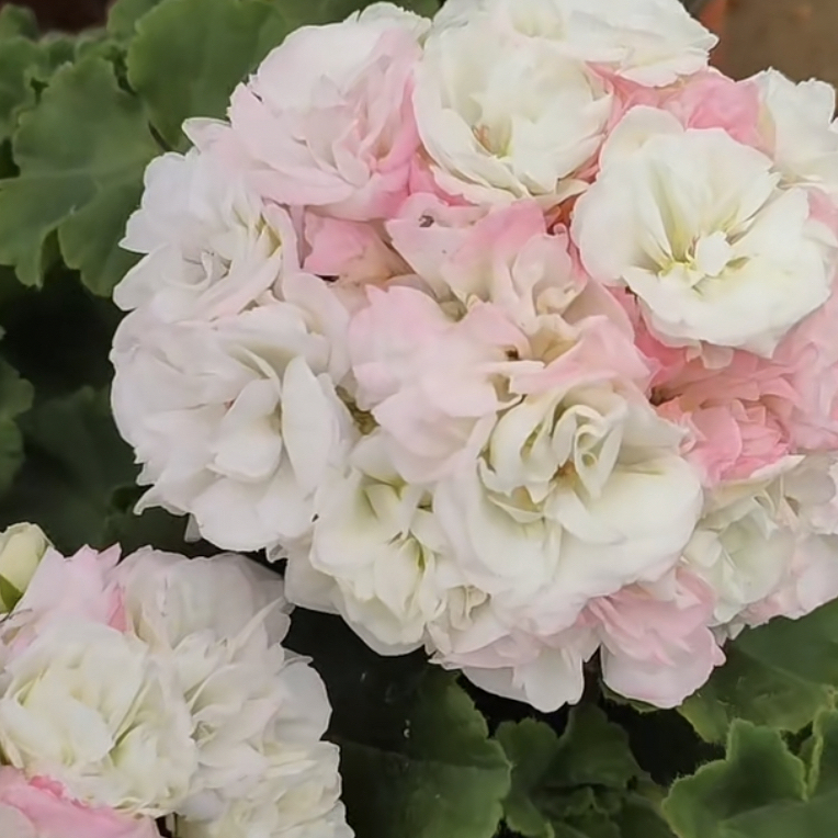 白珍珠 .勤花直立天竺葵