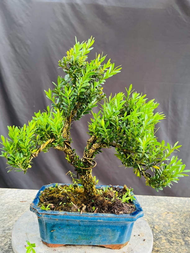 一物一拍  雀舌黄杨盆景盆栽植物