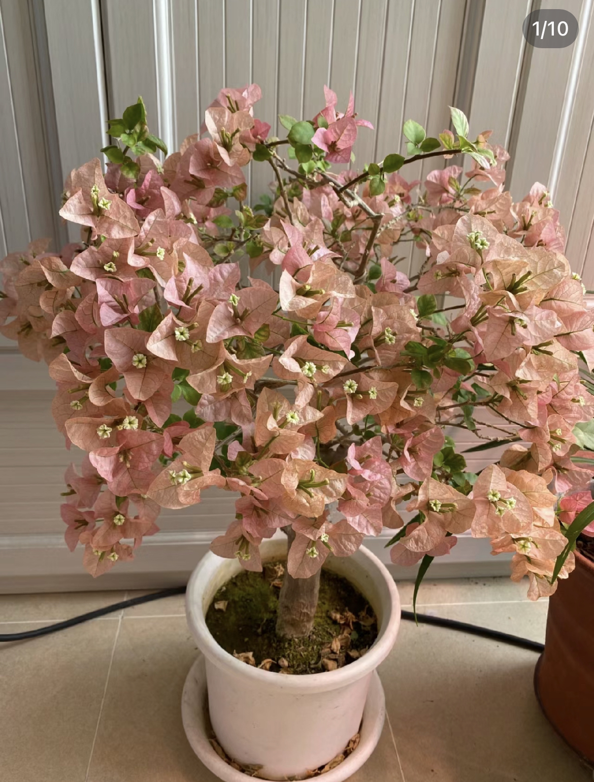 复古桂鱼粉色【卡雅塔】品种庭院绿植盆栽四季勤花好养三角梅
