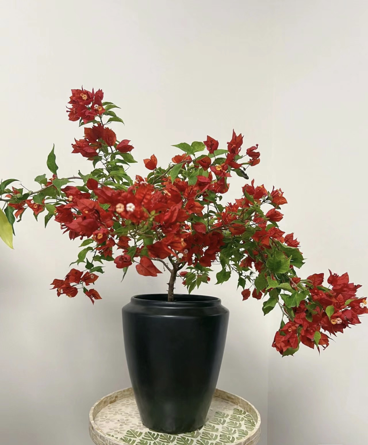 热火桑巴•一物一拍•三角梅花卉庭院阳台露台