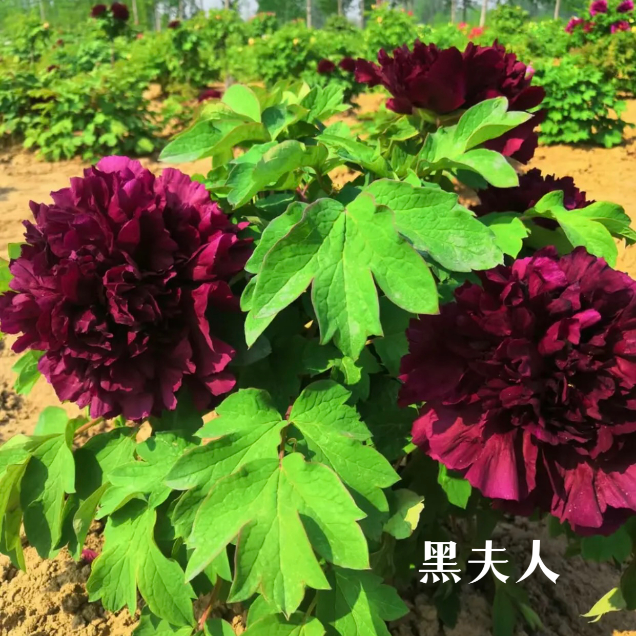 牡丹花苗【黑夫人】地栽盆栽耐寒花卉牡丹花树苗