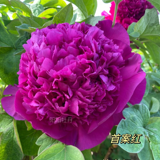 牡丹苗【首案红】地栽盆栽耐寒花卉先发肥料秋季发苗