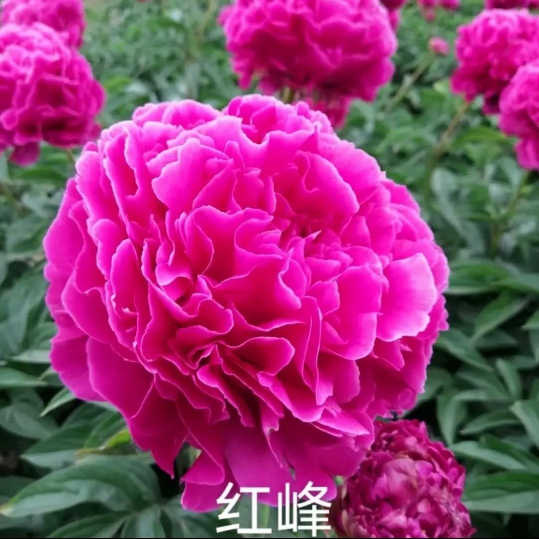 【红峰】国产观赏芍药先发肥料秋天发货