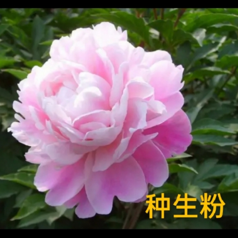 【种生粉】国产观赏芍药菏泽基地直发