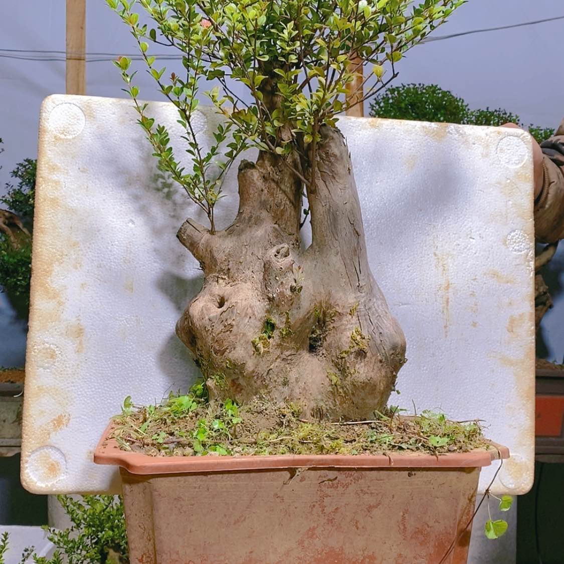 【闪购商品】赤楠老桩千**水