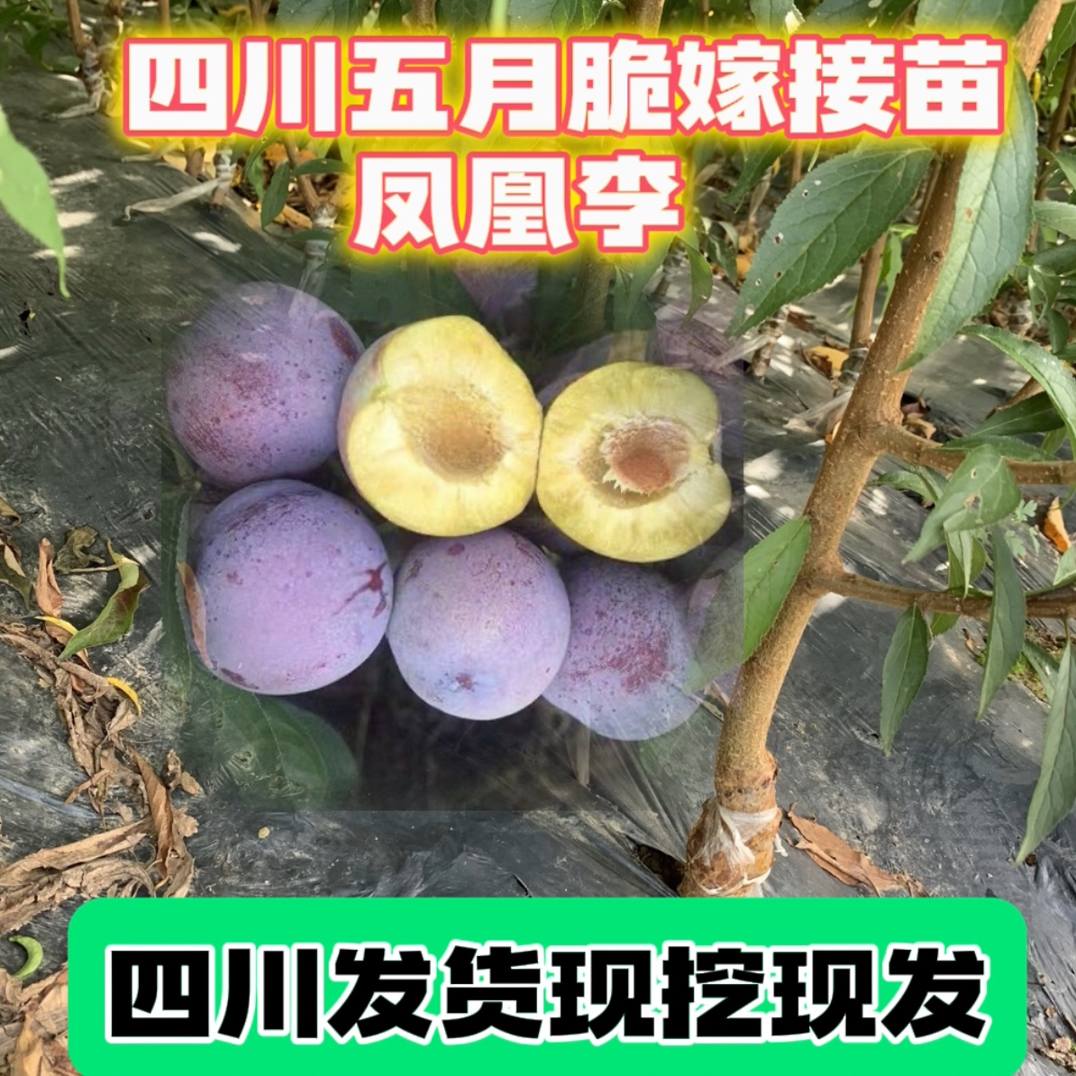 纯正早熟五月脆李子树苗李子嫁接苗脱骨脆甜凤凰李李子苗四^_^