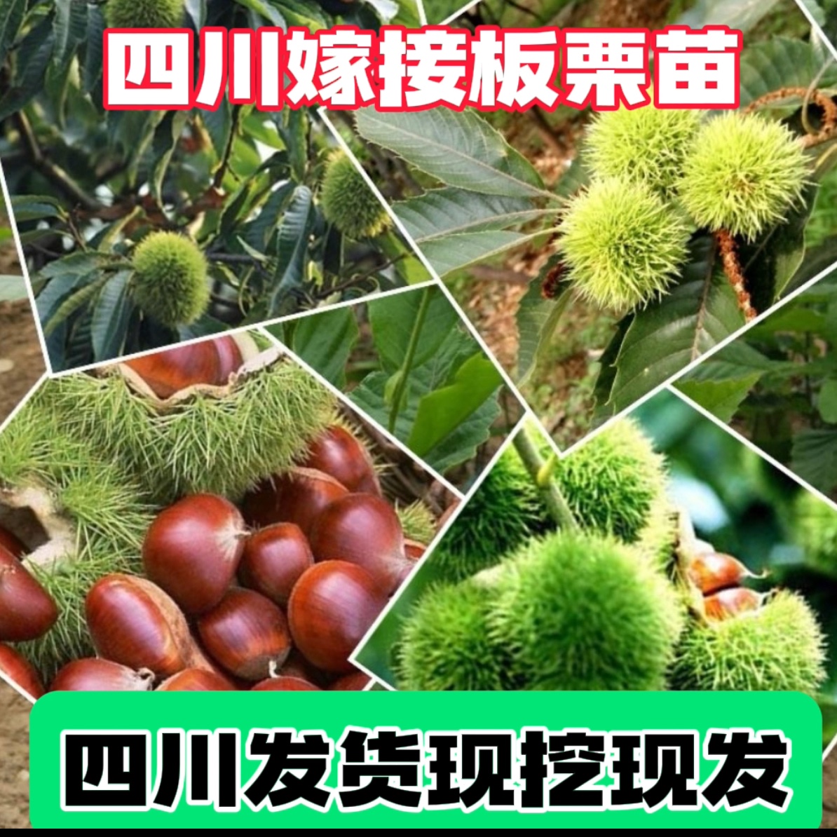 四川种植板栗果树苗嫁接苗大红袍板栗嫁接苗