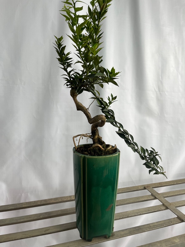 八房柑盆景（原生 高压 扦插 嫁接）一物一拍。