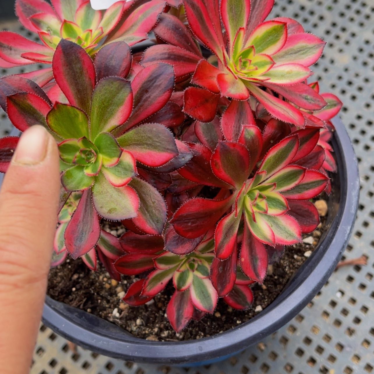 【闪购商品】108彩虹多肉
