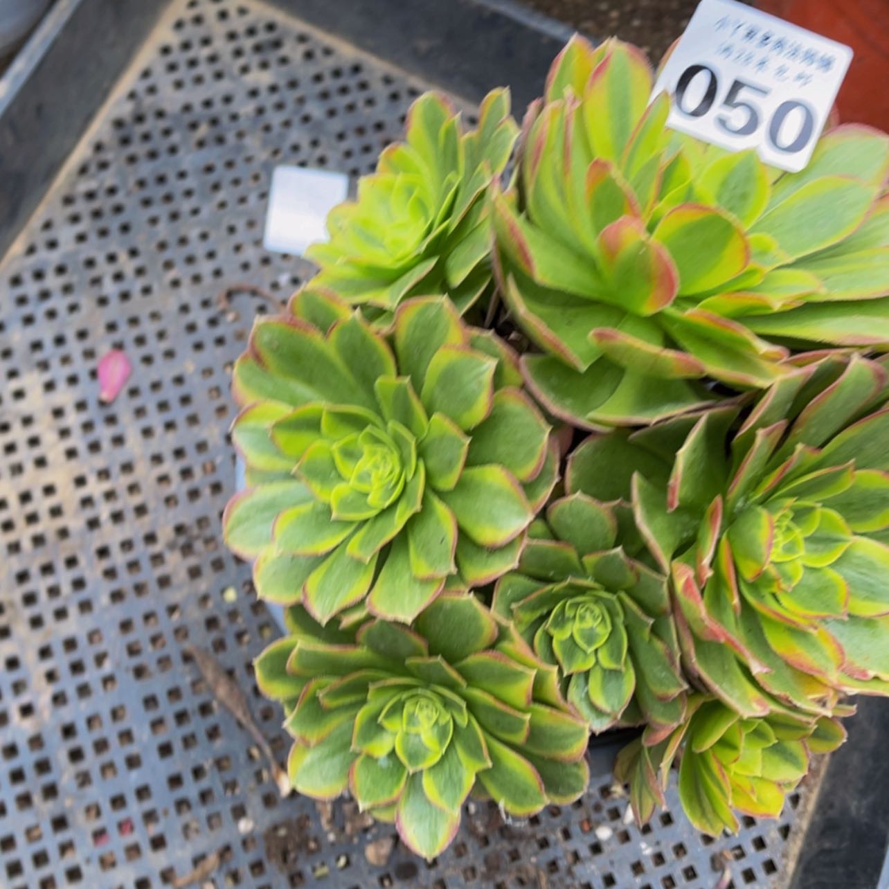 【闪购商品】050奶白锦