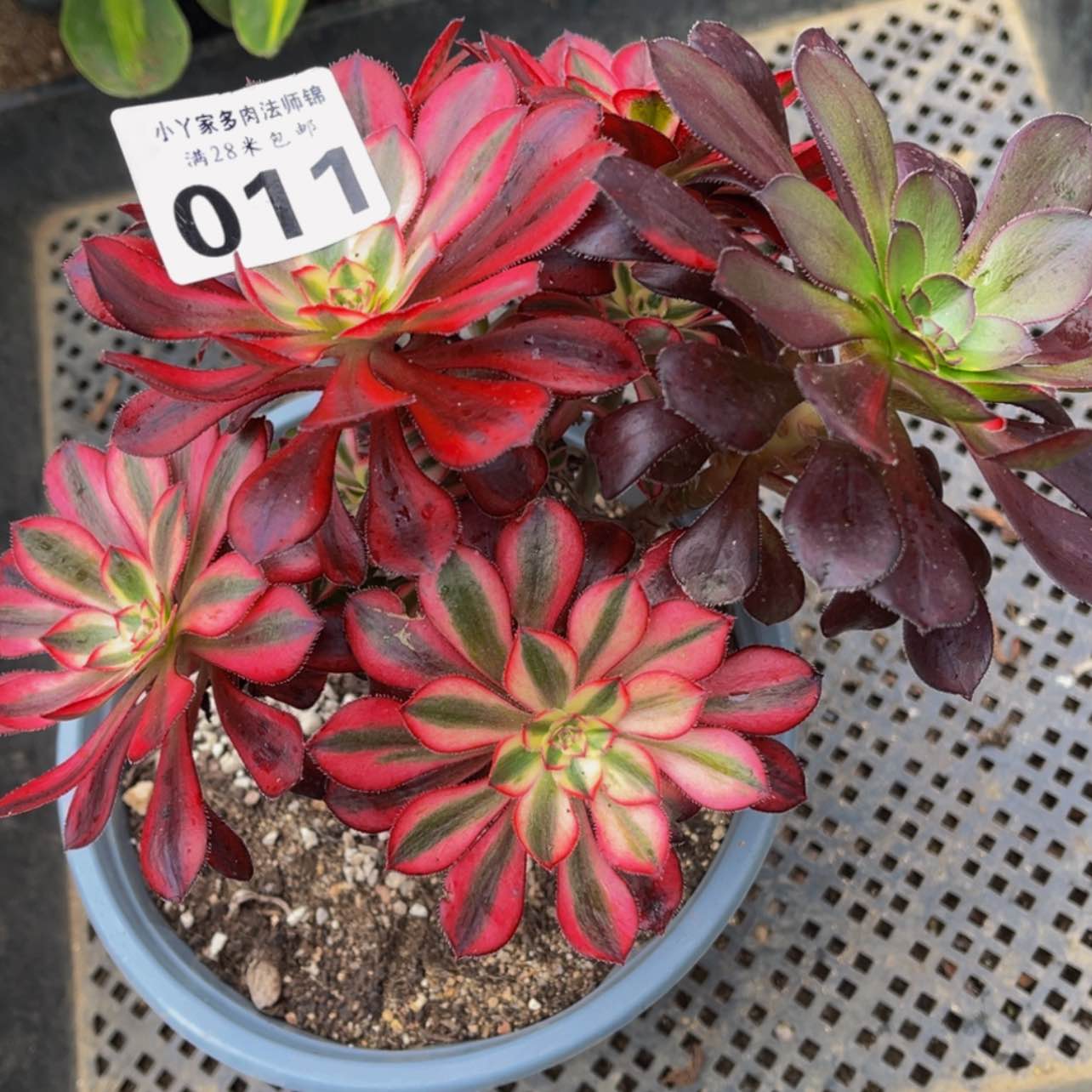 【闪购商品】011花脸多肉