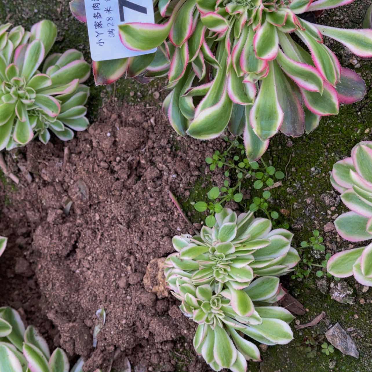 【闪购商品】078香奈儿缀多肉